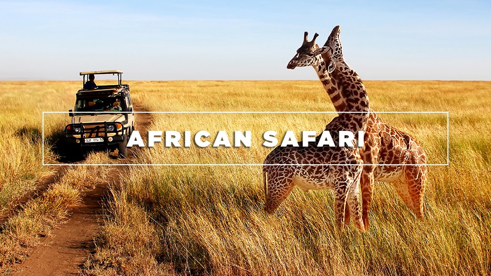 African Safari Package - Cruise Planners