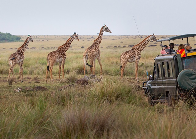 African Safari 2024 Webinar Cruise Planners Maine   Other  0002 AfricanSafari Shutterstock 1380535055 