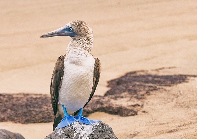blue-footed booby