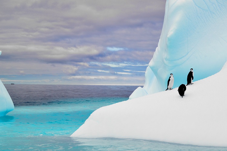  Penquins atop a glacier in Antarctica 