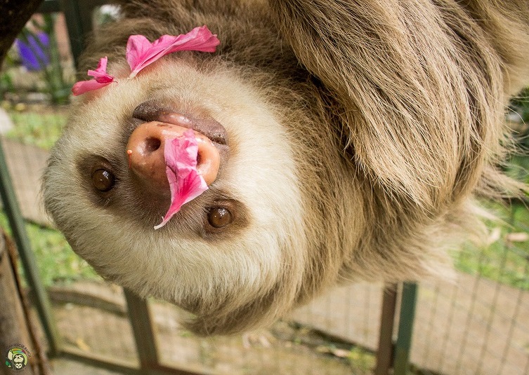 Scholastic News 3 - Sloths-School-Toucan rescue ranch