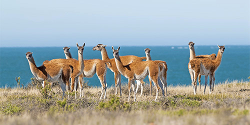 Patagonia Coast - Argentina