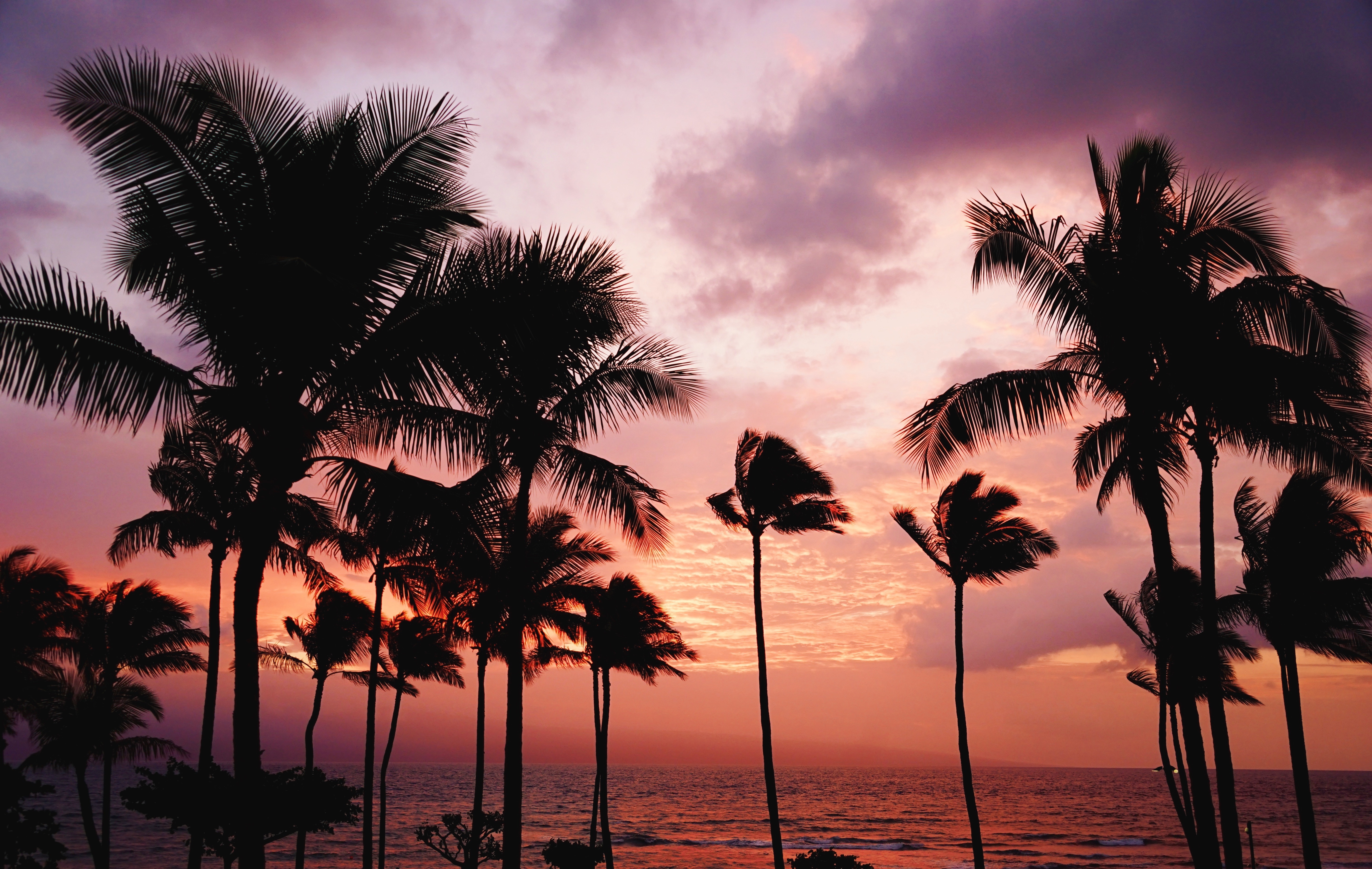 Sunset Palm Trees
