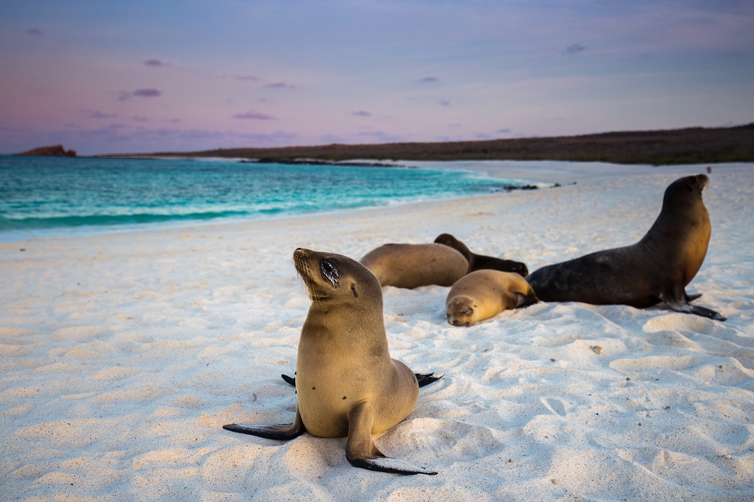 sea lions on the beach