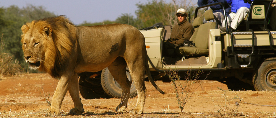 viewing lion on game safari